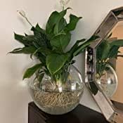 WGV Large Bowl Glass Vase, Diameter 16", Height 14", (Multiple Sizes Choices) Clear Huge Round Bubble Vase Jar, Floral Planter Terrarium for Wedding Event Home Decor, 1 Piece (VBW1614)