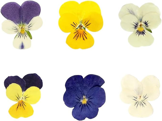 48 Pcs Mixed Pansy Dried Pressed Flowers for Crafts,Real Nature Dry Flower Bulk for Resin Jewelry Making Candle Making Frame Decoration Art Floral Decors