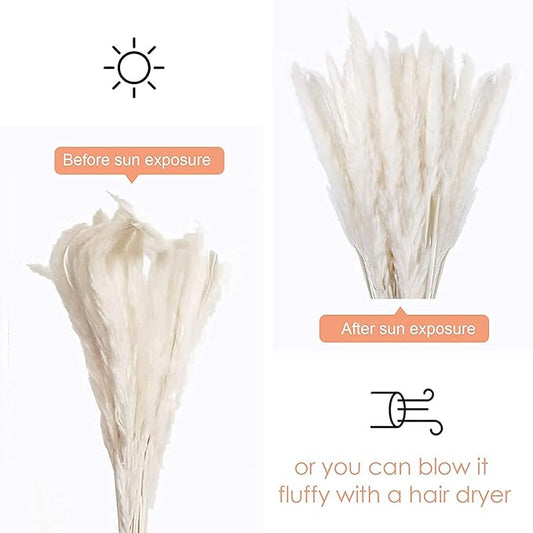 30 Pcs White Pampas Grass ,17 inch/45 cm Natural Dried Pampas Grass Branches Decor for Home Kitchen Garden Party Photographing Flower Arrangement Vase Decor(White