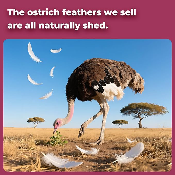 Piokio 20 pcs Burgundy Ostrich Feathers 12-14 inch(30-35 cm) Bulk for and DIY Clothes Decoration, Gatsby Decorations Wedding Party Centerpieces, Easter