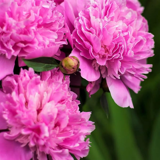 Easy to Grow Peony Edulis Superba - 1 Field Grown Root Division, Fragrant Flowers in Spring