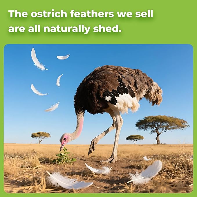 Piokio 20 pcs Natural Grey Ostrich Feathers 12-14 inch(30-35 cm) Bulk for Wedding Party Centerpieces and DIY Clothes Decoration, Gatsby Decorations