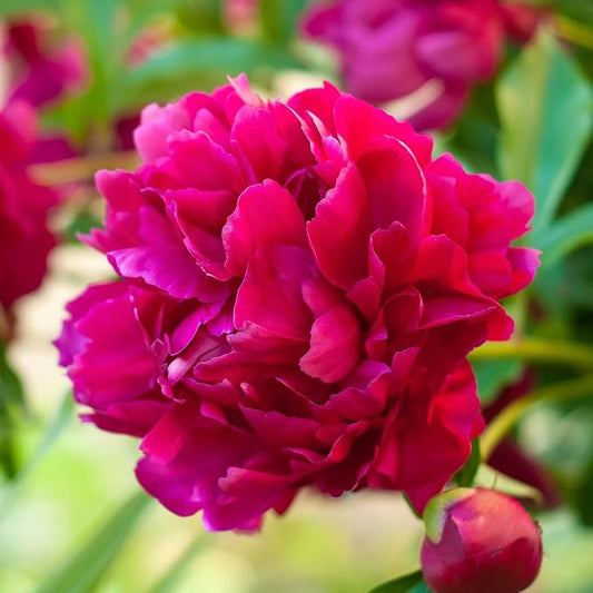 Easy to Grow Peony Big Ben - 1 Field Grown Root Division, Fragrant Flowers in Spring