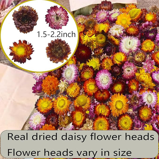 60 Pcs Natural Dried Daisy Flowers Heads Bulk Gerbera Daisies Multicolor Real Sunflowers Chrysanthemum Dry Flower Arrangements for Wedding Decor Home Party Decoration Headband DIY Craft