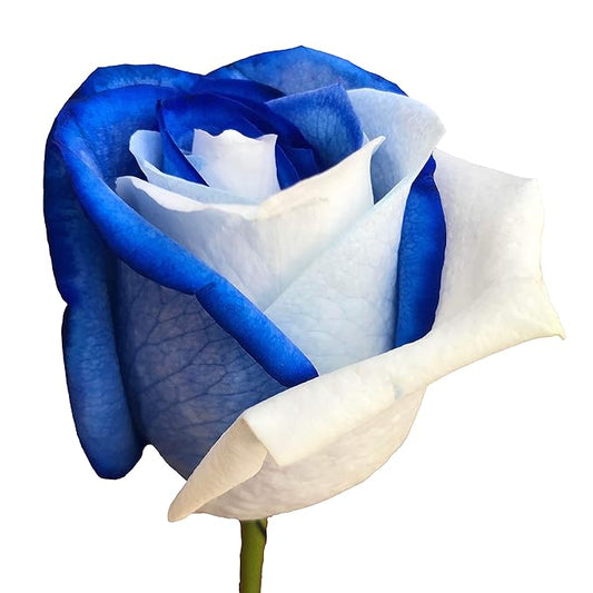 Flower Explosion Fresh Cut Tinted Blue and White Roses from 24 Stems