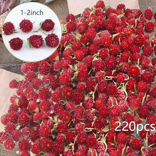 220 Pcs Dried Flowers Heads for Crafts Red Globe Amaranth Natural Dried Gomphrena Globosa Flower Bulk Dry Flower Arrangements for Wedding Decor Home Party Headband DIY