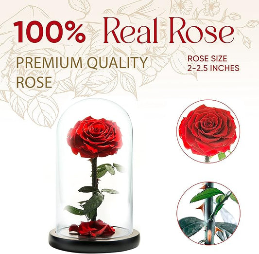 Forever Preserved Rose - Eternal Rose in Glass Dome - Beauty and The Beast Rose for Mom - Fresh Flowers in Glass (Red, 9 Inch)