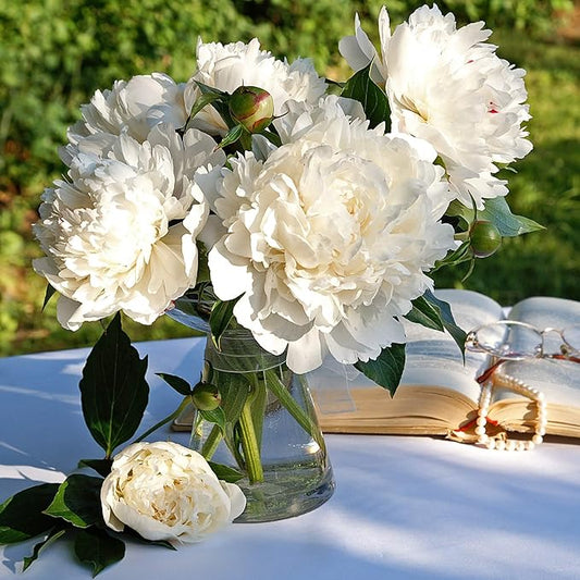 Easy to Grow Peony Duchess de Nemours - 1 Field Grown Root Division, Fragrant Flowers in Spring