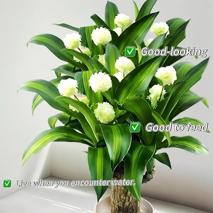 Lucky Wood Plant, Brazilian Wood Plants, About to Sprout, Small Indoor Plant, Office Desk Ornaments, Kitchen, Living Room, Home Decoration Blue
