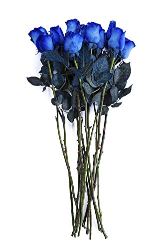 24 Stems - Fresh Cut Blue Roses by Flower Explosion