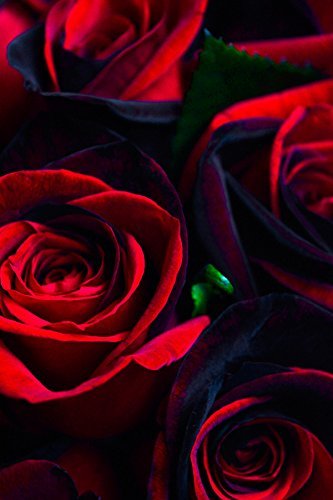 24 Stems - Fresh Cut Black and Red Roses from Flower Explosion
