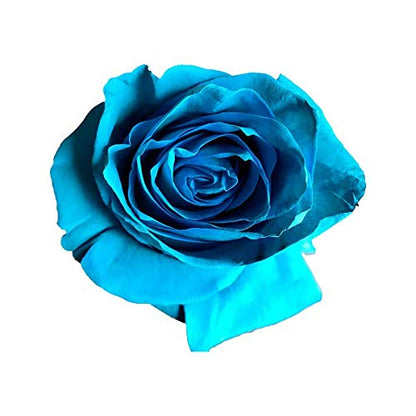 Fresh Cut Tinted Turquoise Roses from Flower Explosion - 36 Stems