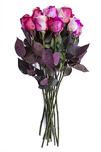 24 Stems - Fresh Cut "Cotton Candy" Tinted Roses from Flower Explosion