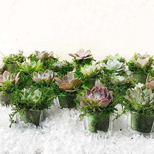 BYHER Artificial Moss Fake Green Grass for Centerpieces Home Kitchen Garden Decor (3.5OZ, Fresh)