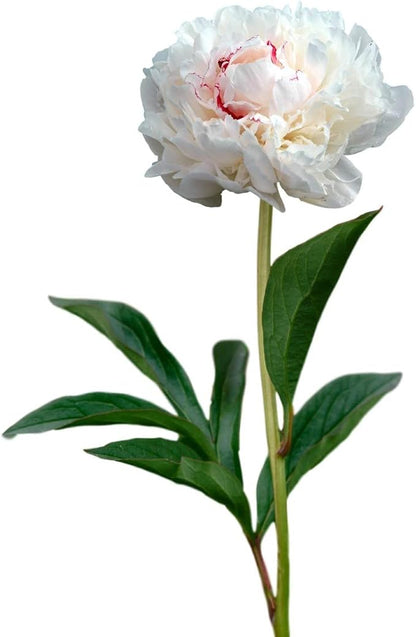 Easy to Grow Peony Festiva Maxima - 1 Field Grown Root Division, Fragrant Flowers in Spring