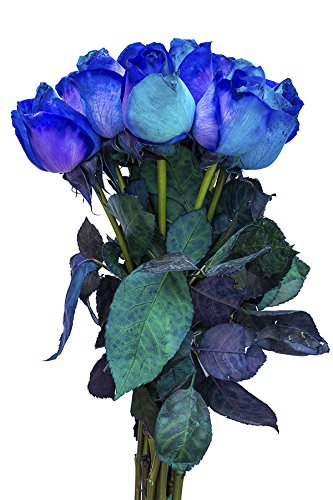 36 Stems - Fresh Cut Blue Lollipop Roses from Flower Explosion