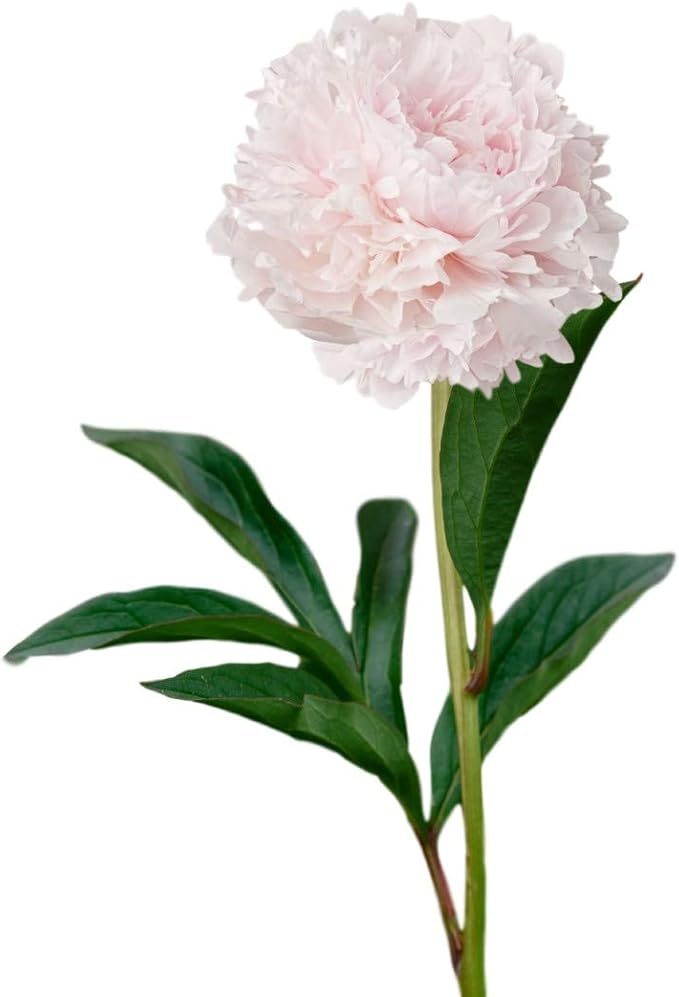 Easy to Grow Peony Shirley Temple - 1 Field Grown Root Division, Fragrant Flowers in Spring