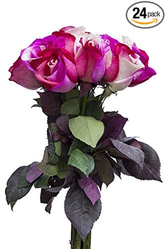 24 Stems - Fresh Cut "Cotton Candy" Tinted Roses from Flower Explosion