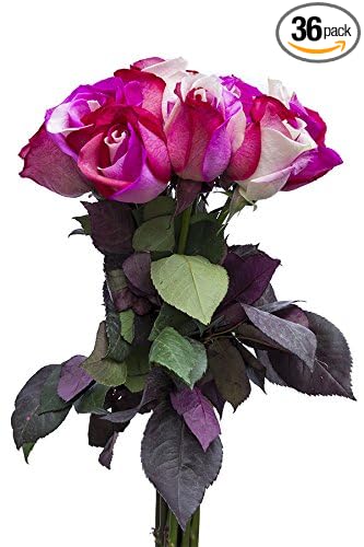 36 Stems - Fresh Cut "Cotton Candy" Tinted Roses from Flower Explosion