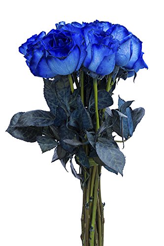 24 Stems - Fresh Cut Blue Roses by Flower Explosion