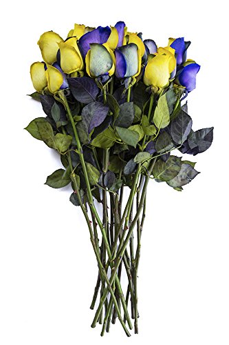 24 Stems - Fresh Cut Yellow & Purple Roses from Flower Explosion