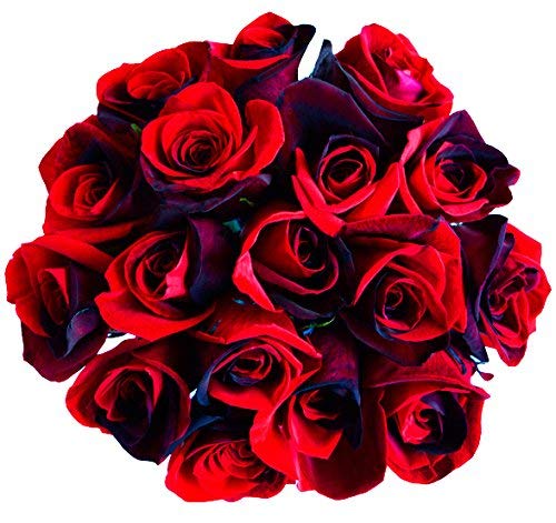 36 Stems - Fresh Cut Black and Red Roses from Flower Explosion