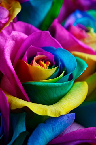 Fresh Rainbow Roses Bouquet by Flower Explosion - 36 Premium Stems