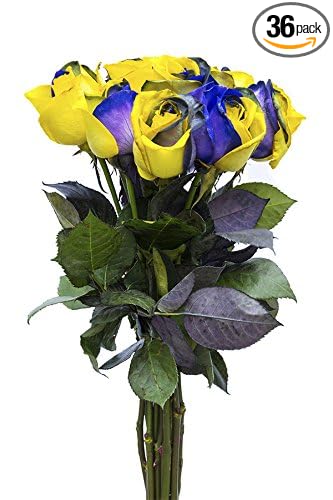 36 Stems - Fresh Cut Yellow & Purple Roses from Flower Explosion