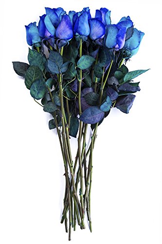 24 Stems - Fresh Cut Blue Lollipop Roses from Flower Explosion