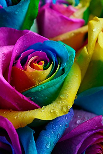Fresh Rainbow Roses Bouquet by Flower Explosion - 36 Premium Stems