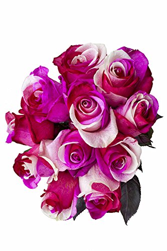 24 Stems - Fresh Cut "Cotton Candy" Tinted Roses from Flower Explosion