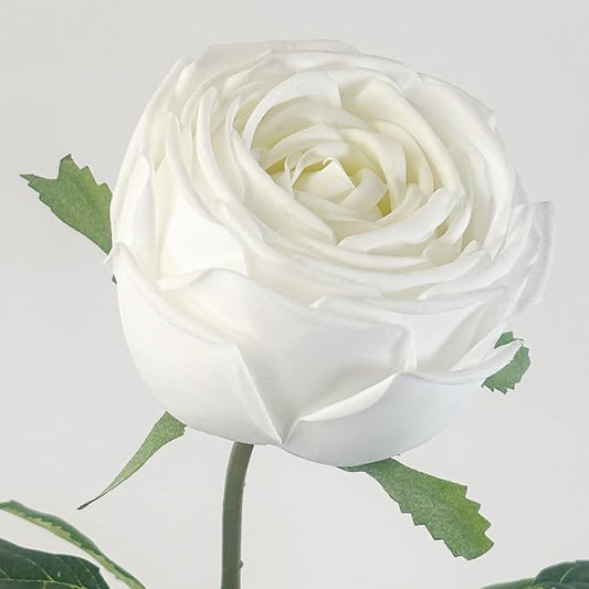 5Pcs White Real Touch Artificial Austin Rose Peony Silk Flowers with Stems - Lifelike Latex Fake Roses for Home Decor, Weddings, and DIY Floral Arrangements