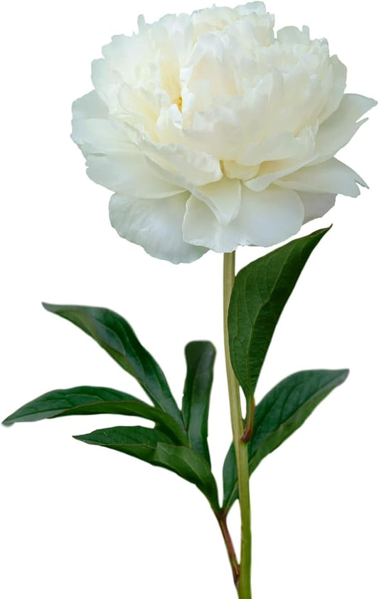 Easy to Grow Peony Gardenia - 1 Field Grown Root Division, Fragrant Flowers in Spring
