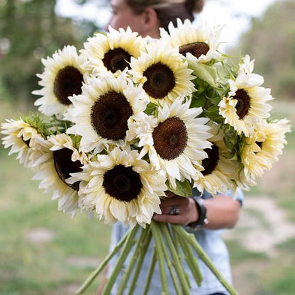 Hollyone Large Silk White Sunflowers Artificial Flowers 26" Long Stem Sunflowers Fake Flowers 6PCS Faux Vintage Fall Sunflowers Bouquet Bulk for Home Wedding Birthday Party Centerpieces Decorations