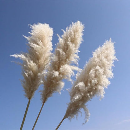 40-inch 20 Stems Tall Pampas Grass Decor. Tall Pampas Dried Flower Decor. Large Pampas Boho Home Decor Bouquet, Fluffy Pampas Grass, for Living Room, Wedding, Party,Home Decor