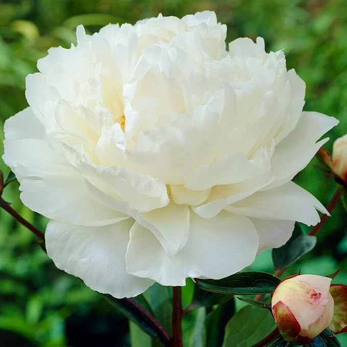Easy to Grow Peony Gardenia - 1 Field Grown Root Division, Fragrant Flowers in Spring