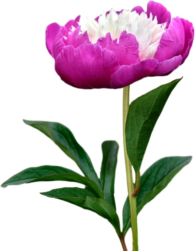 Easy to Grow Peony 'Gay Paree' Plant Division (1) - Fragrant Pink and Ivory Flowering Blooms in Spring Gardens