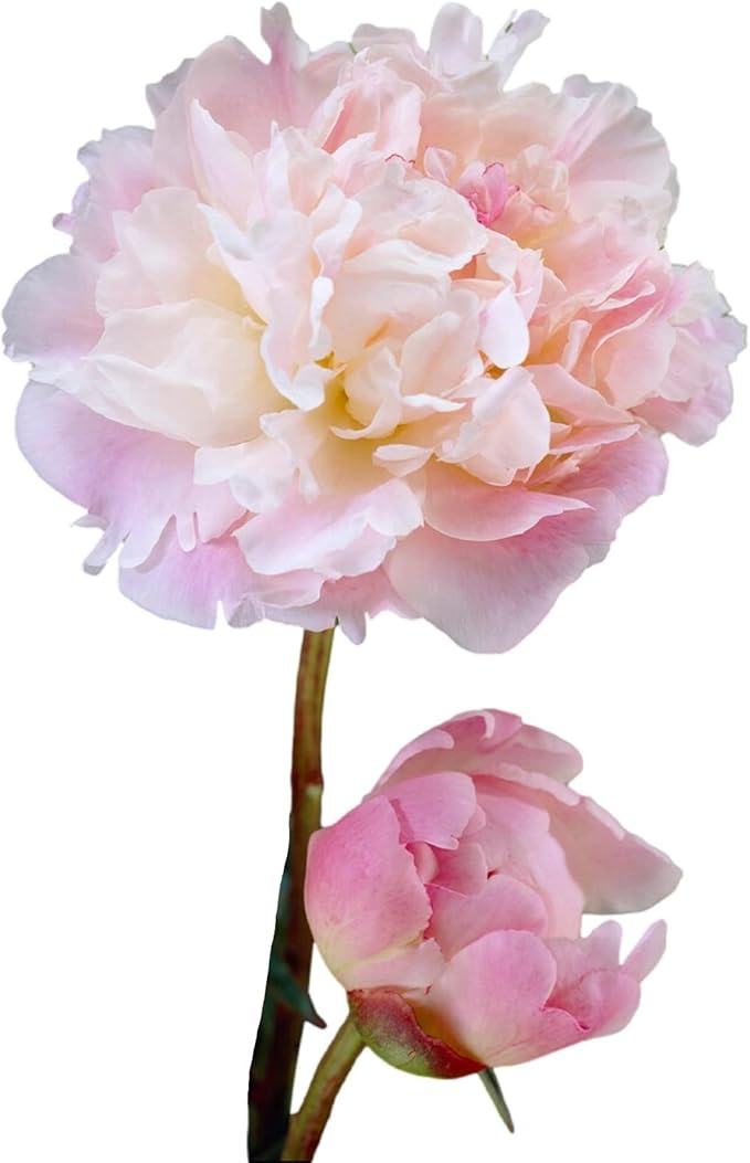 Easy to Grow Peony Lady Alexandra Duff - 1 Field Grown Root Division, Fragrant Flowers in Spring