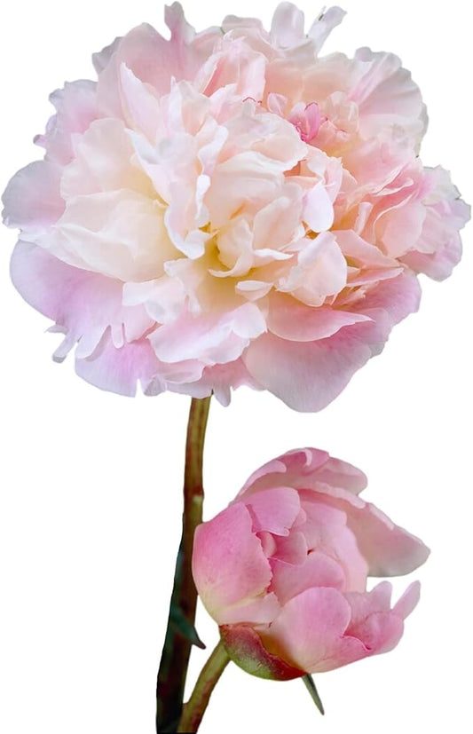 Easy to Grow Peony Lady Alexandra Duff - 1 Field Grown Root Division, Fragrant Flowers in Spring