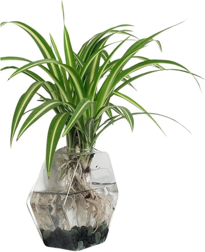 Wall-Mounted Acrylic Planter for Hydroponic Plants – Hexagonal Vase Small, Modern Transparent Design for Home & Office Decoration