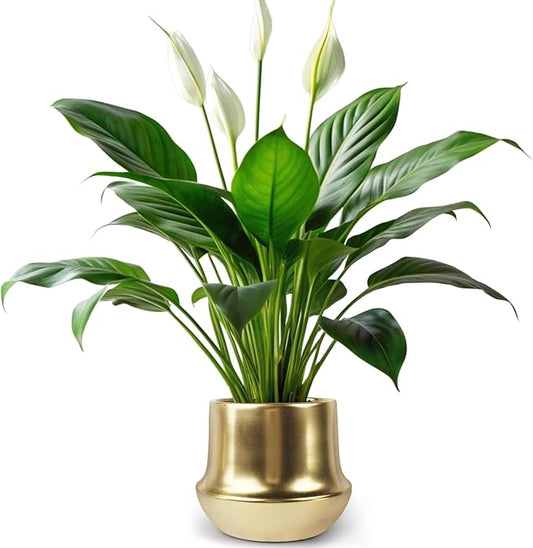Brass Gold Plant Pot Indoor Planter Small Flower Pot 6 inch Ceramic Plant Flower Pot Container Decorative Gold Pots for All House Plants ,Succulents,Flowers and Cactus, Small 5.9‘’