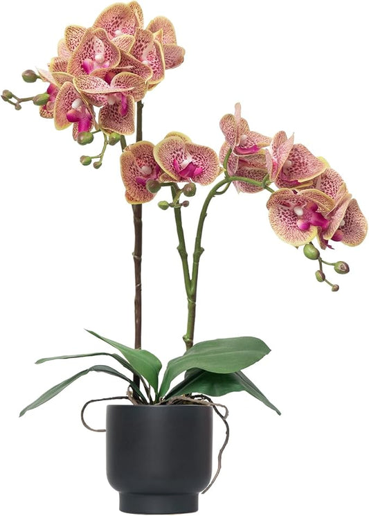 CXGS Orchids Artificial Flowers Real Touch Fake Flowers in Ceramic Pot 20" Purple Dapple Faux Orchid Plant Lifelike Silk Phalaenopsis for Centerpiece Hotel Home Indoor Decor
