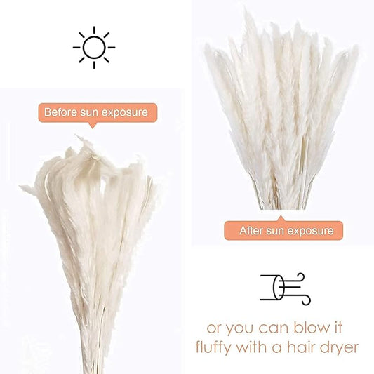 60 Pcs White Pampas Grass ,17 inch/45 cm Natural Dried Pampas Grass Branches Decor for Home Kitchen Garden Party Photographing Flower Arrangement Vase Decor（White