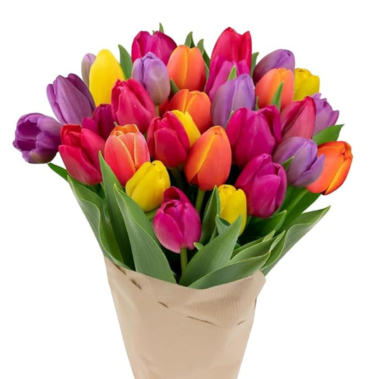 Stargazer Barn - 30 Stem Rainbow Tulips (Vase Not Included) - Fresh Flowers for Delivery - Gift for Anniversary, Birthday, Congratulations, Get Well, Graduation, Sympathy