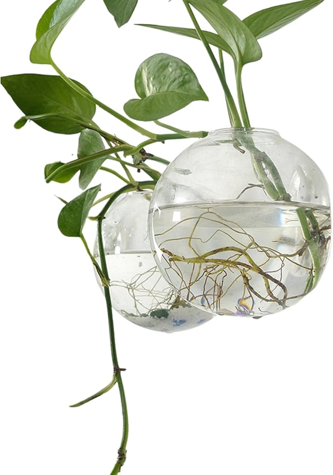 Wall-Mounted Acrylic Planter for Hydroponic Plants – Mantou Vase Small, Modern Transparent Design for Home & Office Decoration