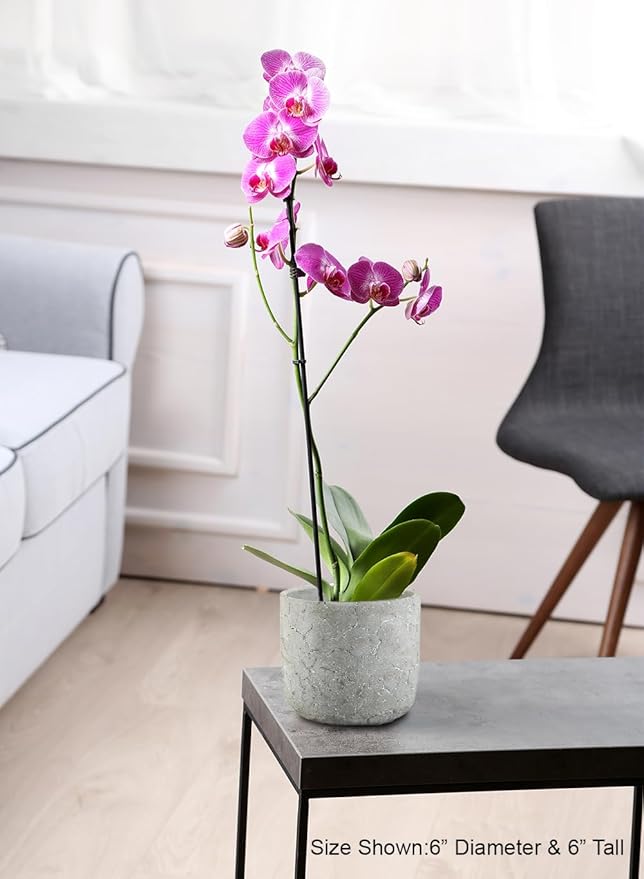 Serene Spaces Living CrackleStone Rustic Cement Vase, Decorative Planter with Cracked Texture, Perfect for Succulents, Small Plants, or Floral Arrangements, 7" Diameter & 6" Tall, Pack of 6