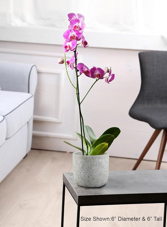 Serene Spaces Living CrackleStone Rustic Cement Vase, Decorative Planter with Cracked Texture, Perfect for Succulents, Small Plants, or Floral Arrangements, 7" Diameter & 6" Tall, Pack of 6