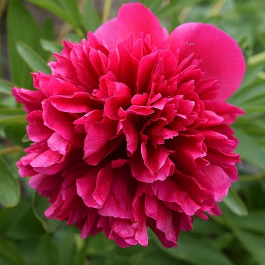Easy to Grow Peony 'Benjamin Franklin' Plant Division (1 Pack) - Fragrant Red Flowering Blooms in Spring Gardens