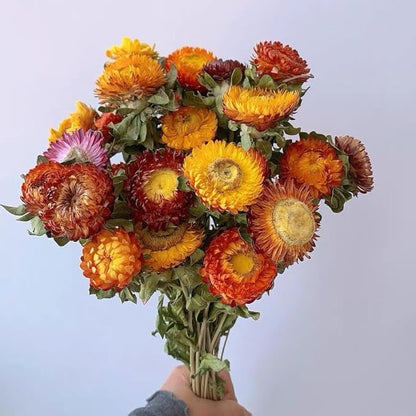 12Pcs Natural Dried Daisy Flowers Stems - Real Natural Dried Flowers Bouquet for Vase, Farmhouse Rustic Wedding Home Decor, DIY Handmade Dry Flower Arrangement, Gardening, Gift, Multi-Colored
