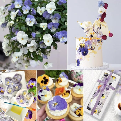 48 Pcs Real Natural Viola Pansy Dried Pressed Flowers - Delicate Multicolor Florals for Resin Jewelry, Candle Making, Frame Decor & DIY Crafts